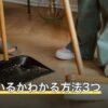 ダニがいるかわかる方法3つ