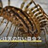 ゲジゲジは害のない益虫？