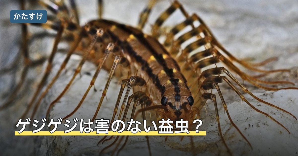 ゲジゲジは害のない益虫？
