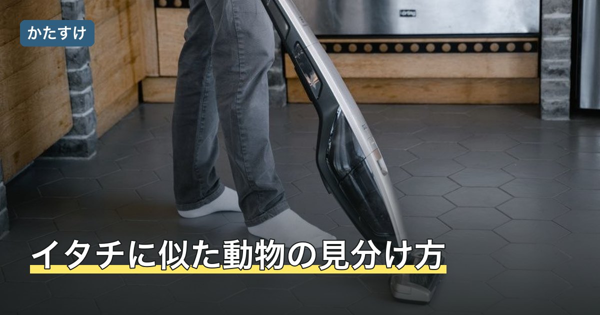 イタチに似た動物の見分け方