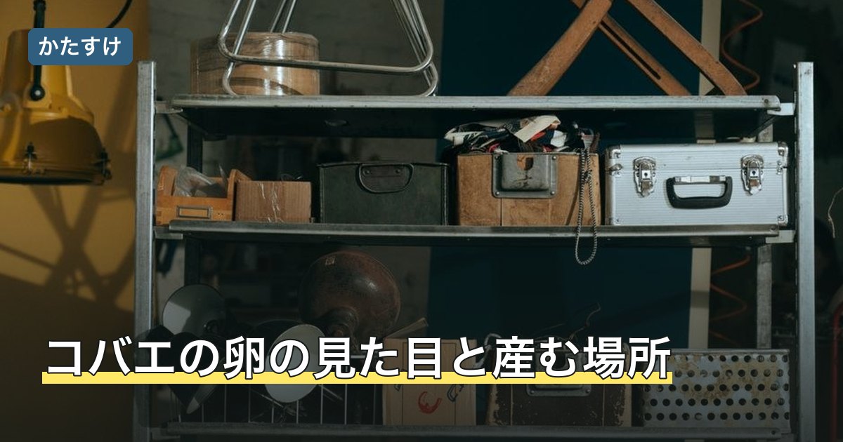 コバエの卵の見た目と産む場所