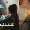 紙魚（シミ）とは