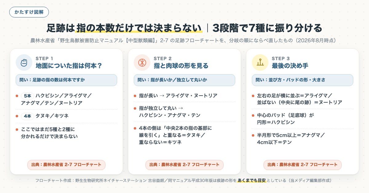 足跡は指の本数だけでは決まらない｜3段階で7種に振り分けるの図解