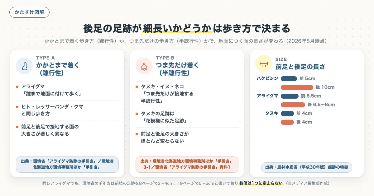後足の足跡が細長いかどうかは歩き方で決まるの図解