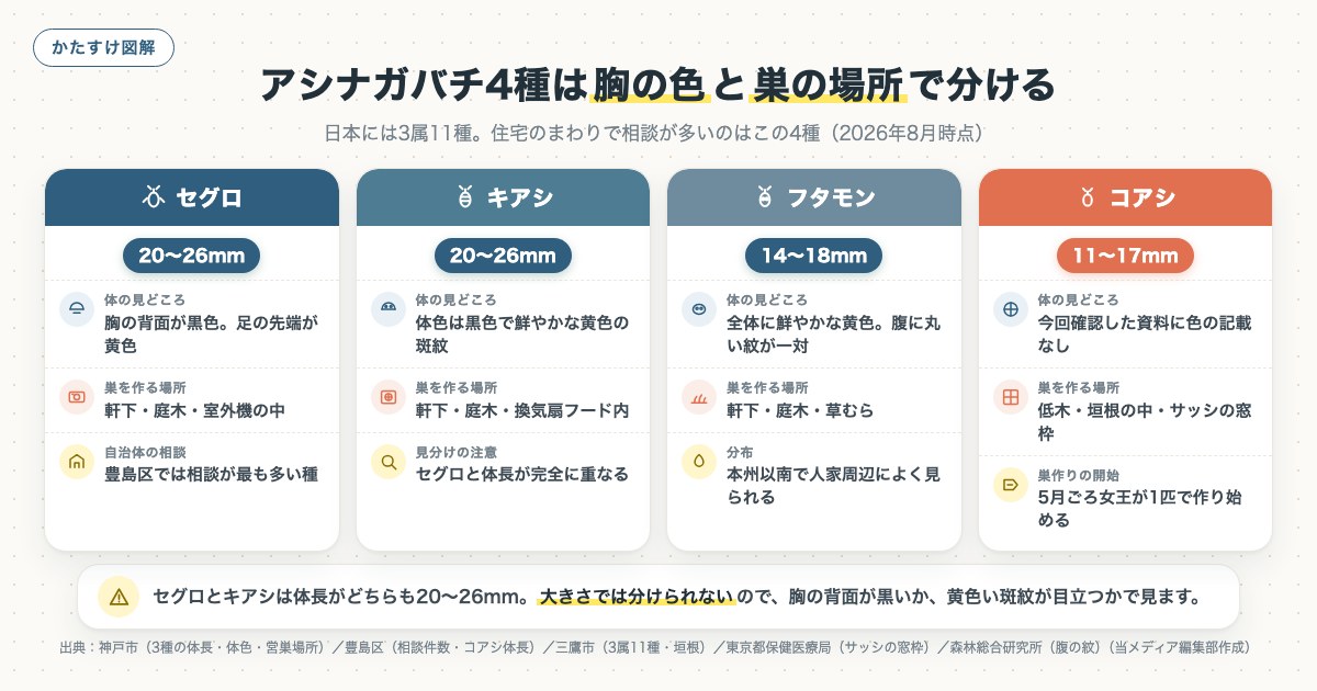 アシナガバチ4種は胸の色と巣の場所で分けるの図解