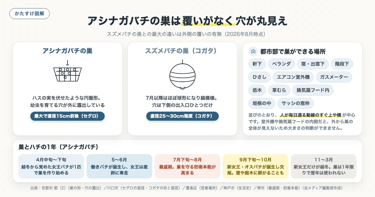 アシナガバチの巣は覆いがなく穴が丸見えの図解