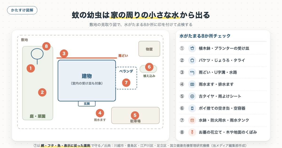 蚊の幼虫は家の周りの小さな水から出るの図解