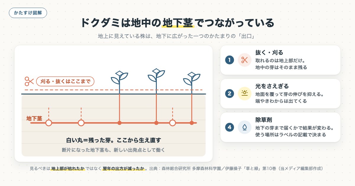 ドクダミは地中の地下茎でつながっているの図解