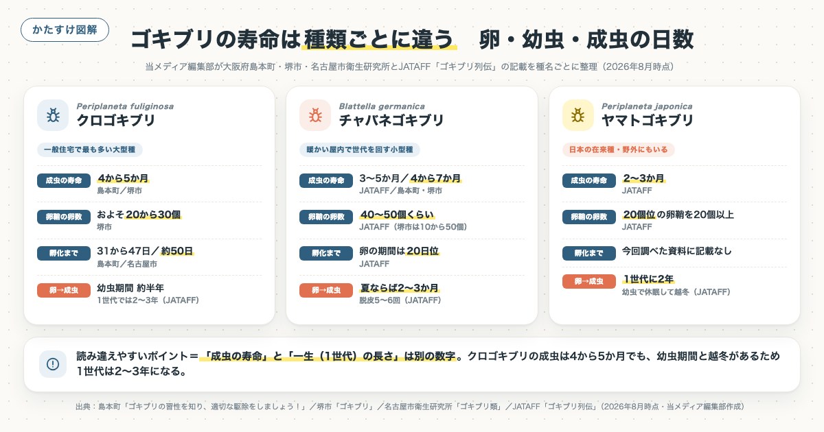 ゴキブリの寿命は種類ごとに違う 卵・幼虫・成虫の日数の図解