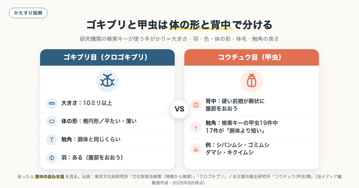 ゴキブリと甲虫は体の形と背中で分けるの図解
