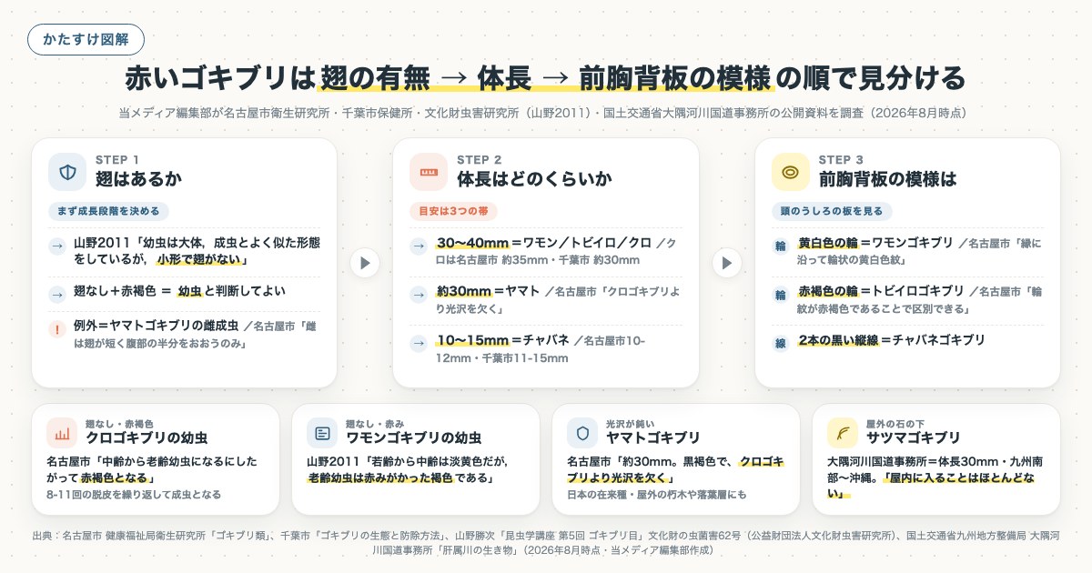 赤いゴキブリは翅の有無 → 体長 → 前胸背板の模様の順で見分けるの図解