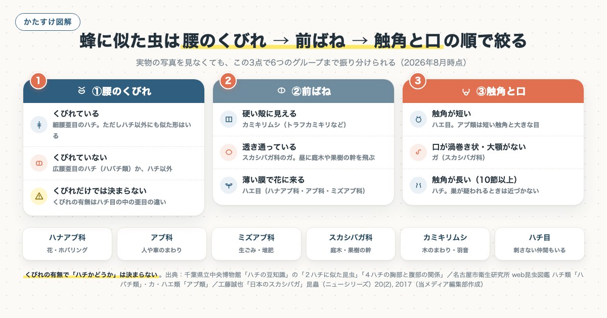 蜂に似た虫は腰のくびれ → 前ばね → 触角と口の順で絞るの図解