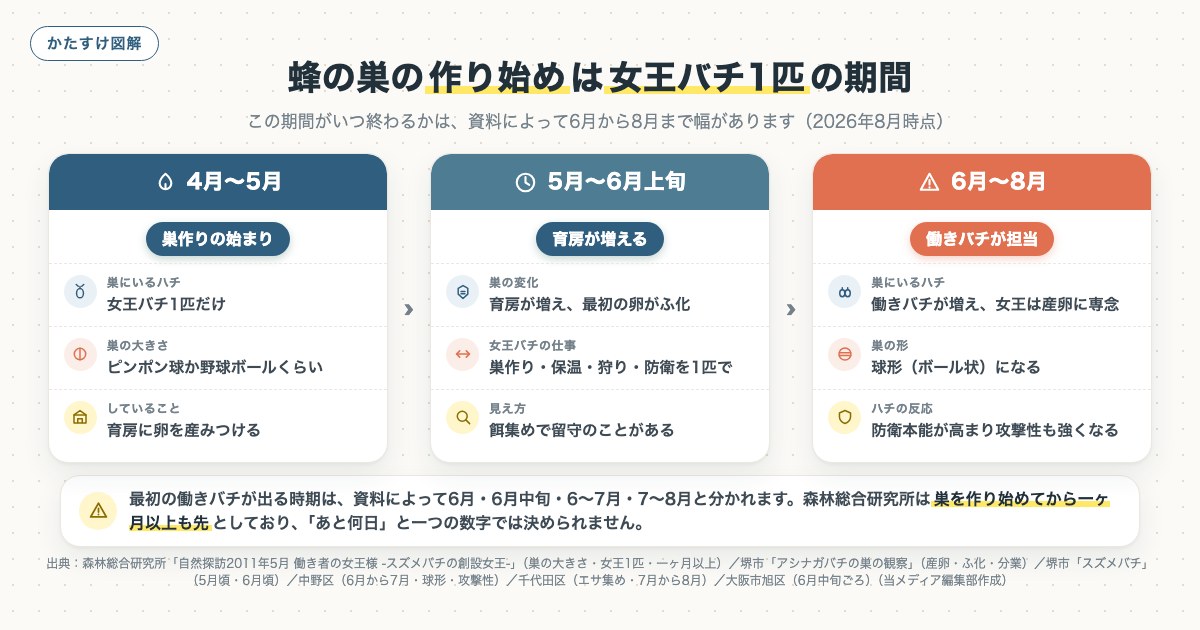 蜂の巣の作り始めは女王バチ1匹の期間の図解