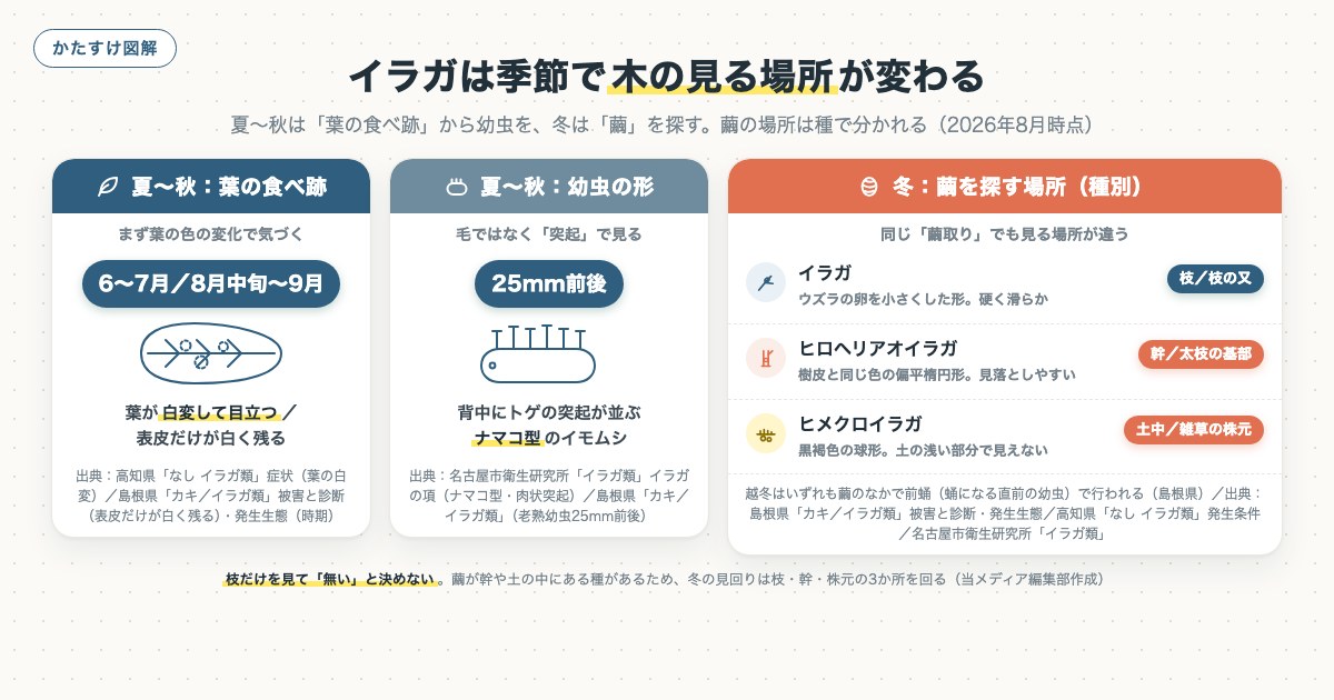 イラガは季節で木の見る場所が変わるの図解