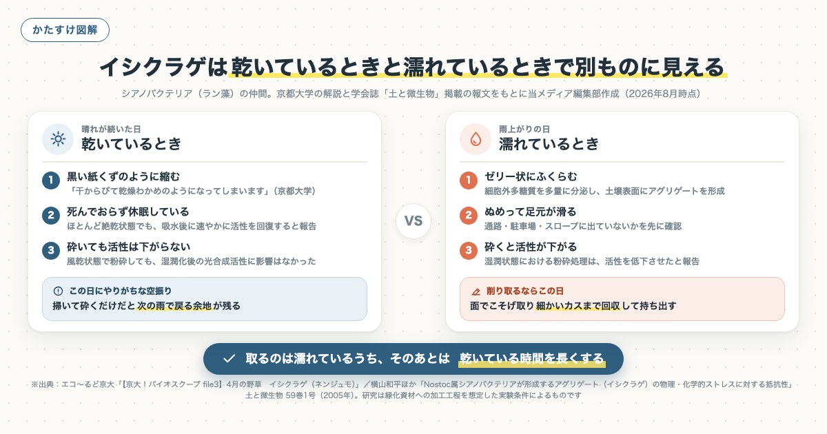 イシクラゲは乾いているときと濡れているときで別ものに見えるの図解