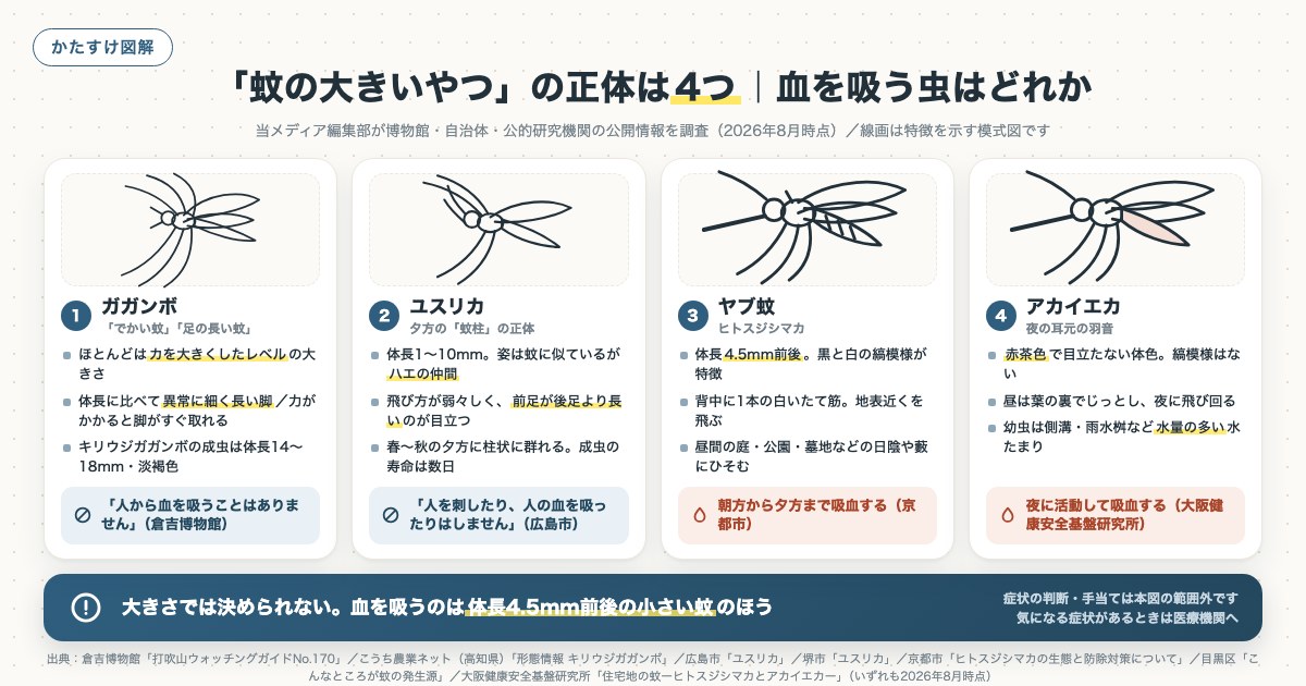 「蚊の大きいやつ」の正体は4つ|血を吸う虫はどれかの図解