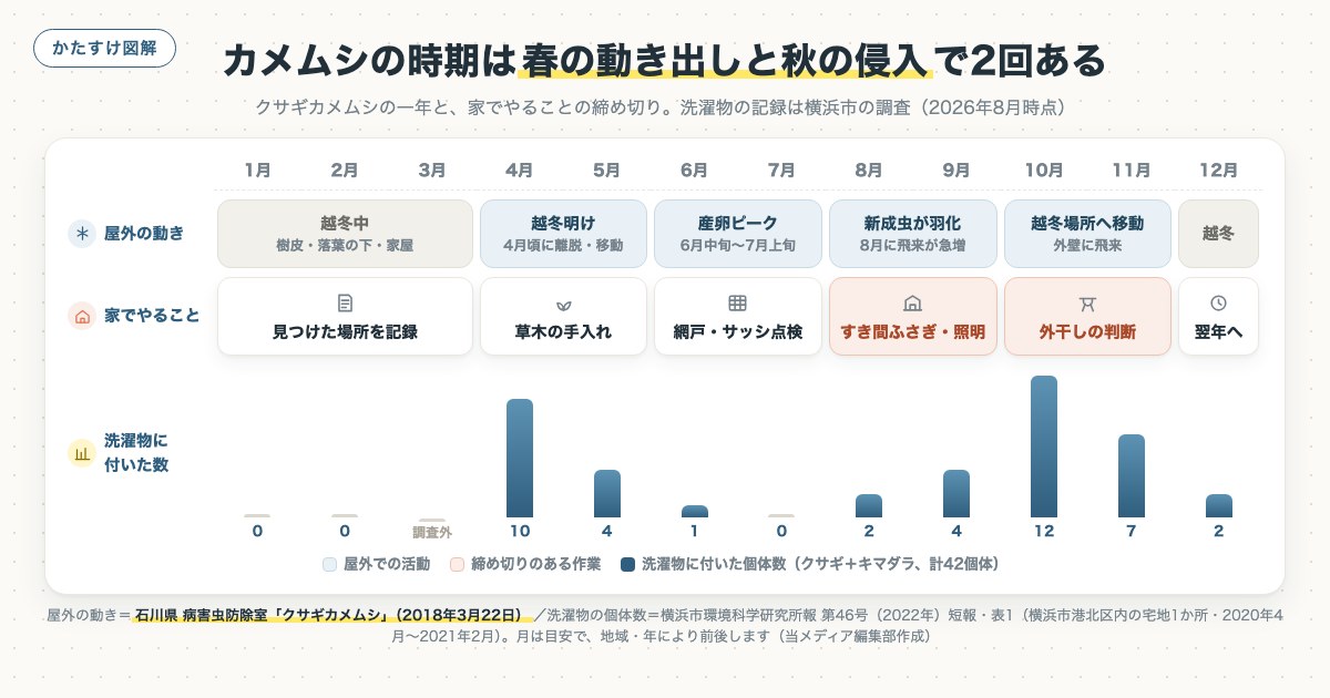 カメムシの時期は春の動き出しと秋の侵入で2回あるの図解