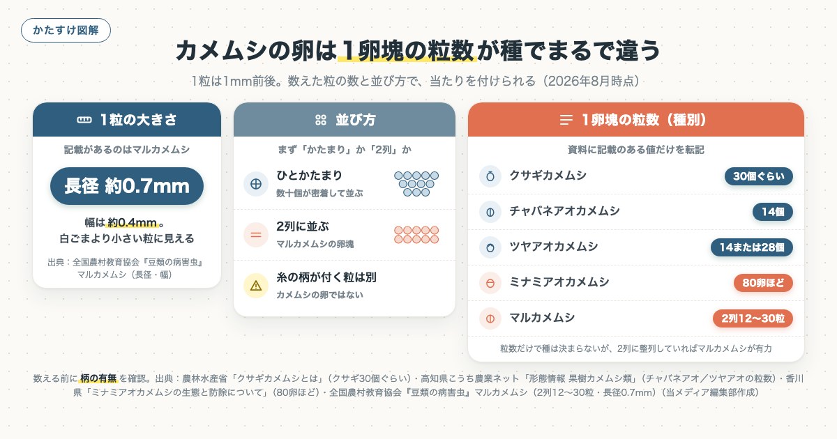 カメムシの卵は1卵塊の粒数が種でまるで違うの図解