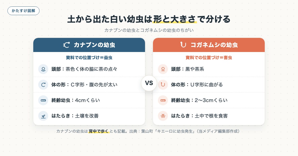 土から出た白い幼虫は形と大きさで分けるの図解