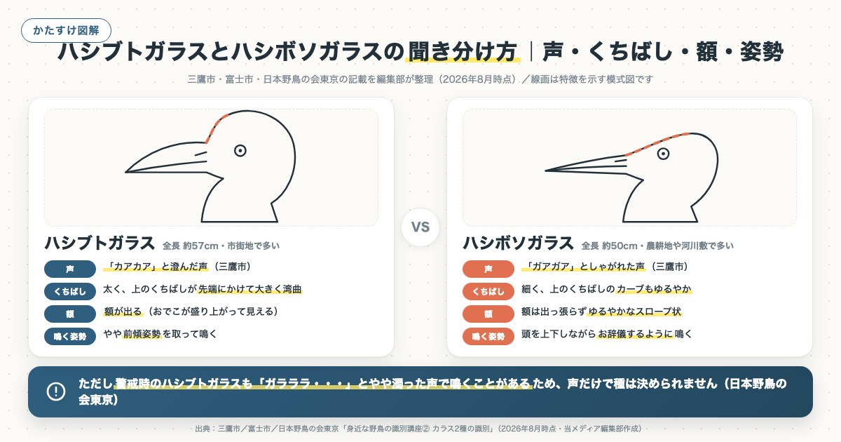 ハシブトガラスとハシボソガラスの聞き分け方｜声・くちばし・額・姿勢の図解
