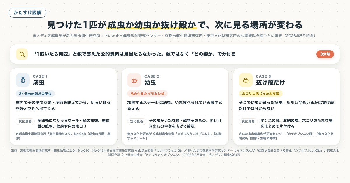 見つけた1匹が成虫か幼虫か抜け殻かで、次に見る場所が変わるの図解