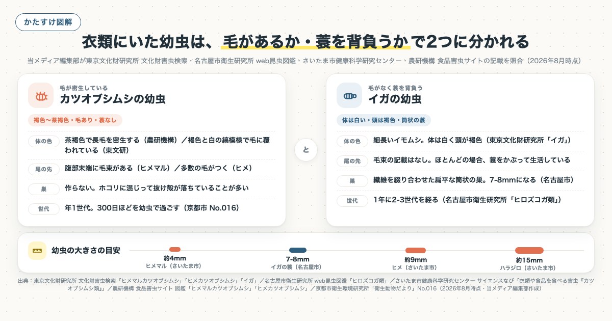 衣類にいた幼虫は、毛があるか・蓑を背負うかで2つに分かれるの図解