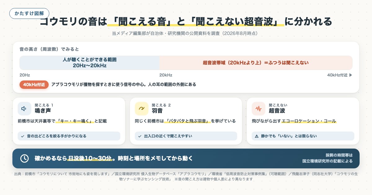 コウモリの音は「聞こえる音」と「聞こえない超音波」に分かれるの図解