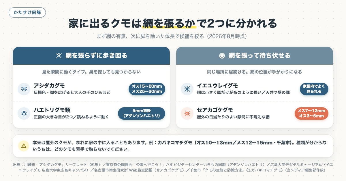 家に出るクモは網を張るかで2つに分かれるの図解