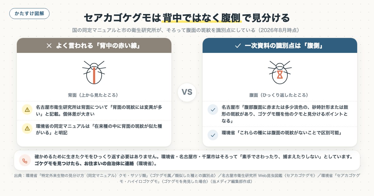 セアカゴケグモは背中ではなく腹側で見分けるの図解