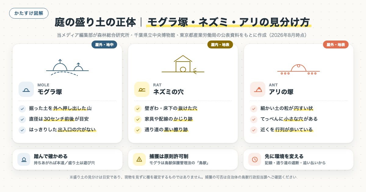 庭の盛り土の正体|モグラ塚・ネズミ・アリの見分け方の図解
