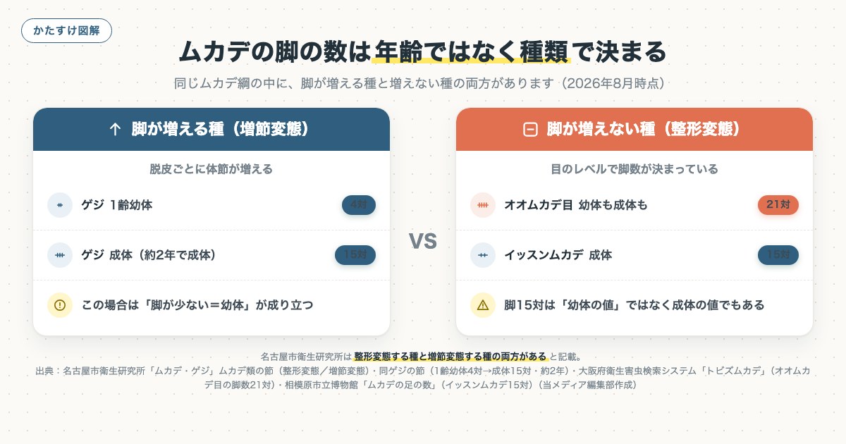 ムカデの脚の数は年齢ではなく種類で決まるの図解