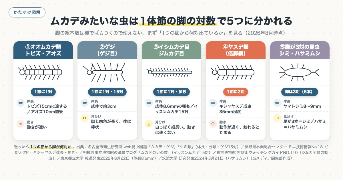 ムカデみたいな虫は1体節の脚の対数で5つに分かれるの図解