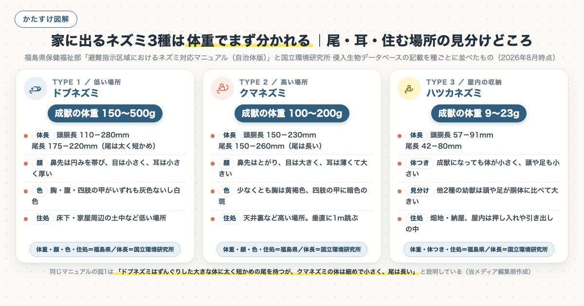 家に出るネズミ3種は体重でまず分かれる|尾・耳・住む場所の見分けどころの図解
