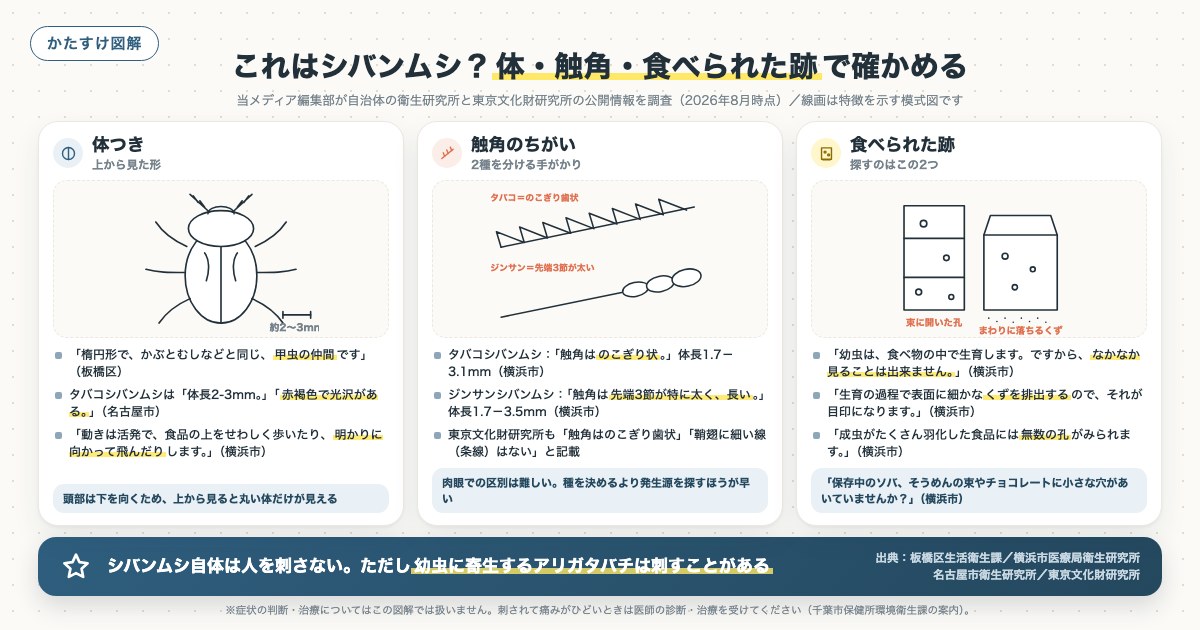 これはシバンムシ？体・触角・食べられた跡で確かめるの図解