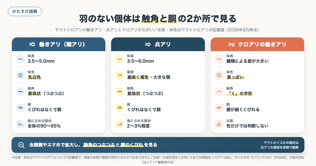 羽のない個体は触角と胴の2か所で見るの図解