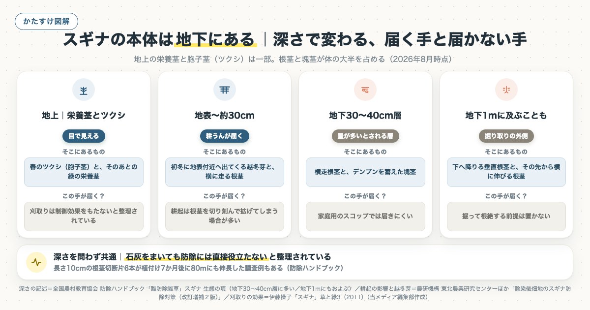 スギナの本体は地下にある｜深さで変わる、届く手と届かない手の図解