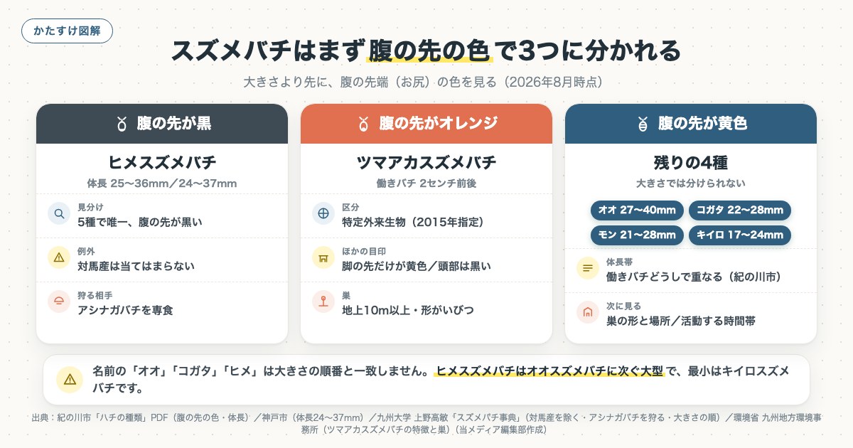 スズメバチはまず腹の先の色で3つに分かれるの図解