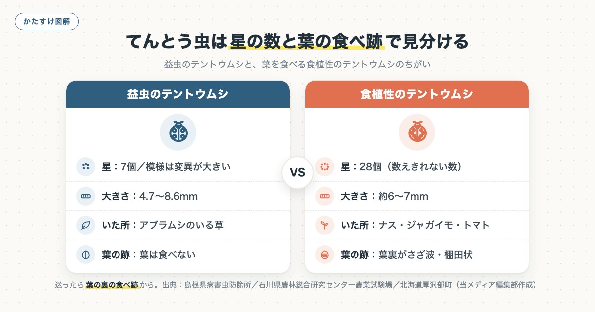 てんとう虫は星の数と葉の食べ跡で見分けるの図解