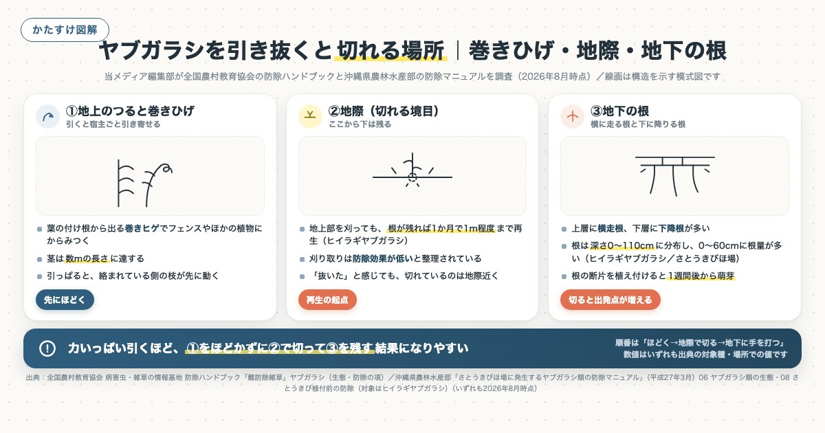 ヤブガラシを引き抜くと切れる場所｜巻きひげ・地際・地下の根の図解