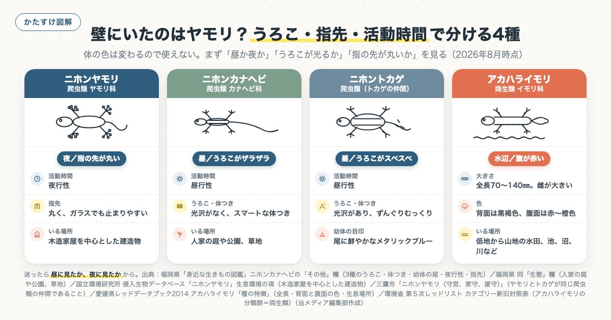 壁にいたのはヤモリ？うろこ・指先・活動時間で分ける4種の図解