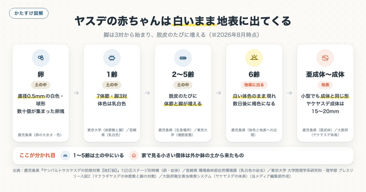 ヤスデの赤ちゃんは白いまま地表に出てくるの図解