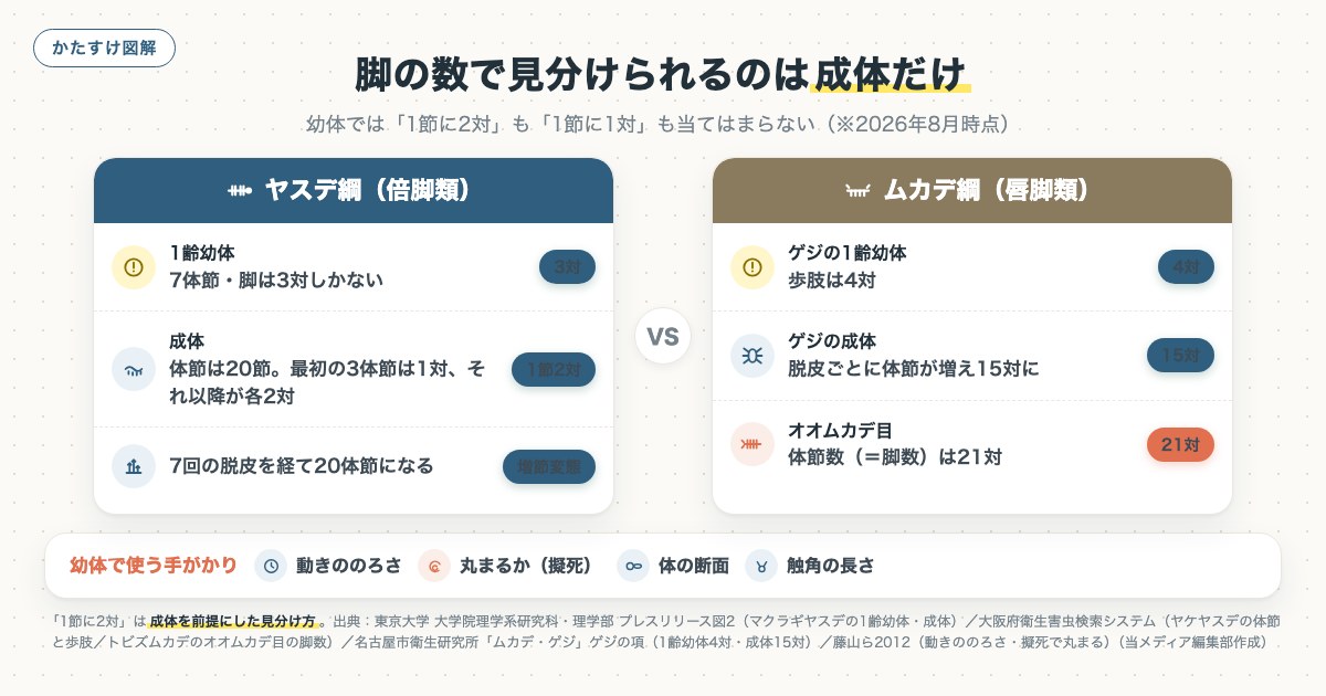 脚の数で見分けられるのは成体だけの図解
