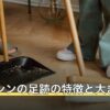 ハクビシンの足跡の特徴と大きさ