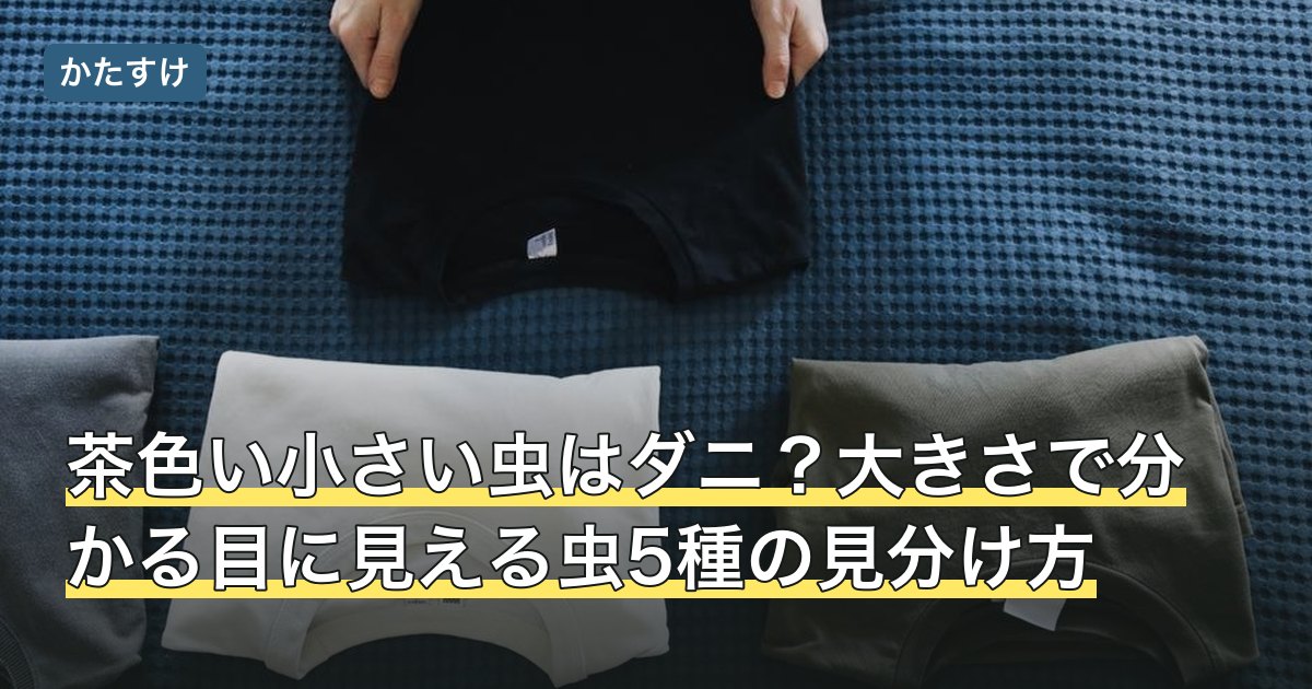 茶色い小さい虫はダニ？大きさで分かる目に見える虫5種の見分け方