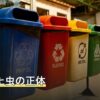 蜂に似た虫の正体
