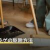イシクラゲの駆除方法