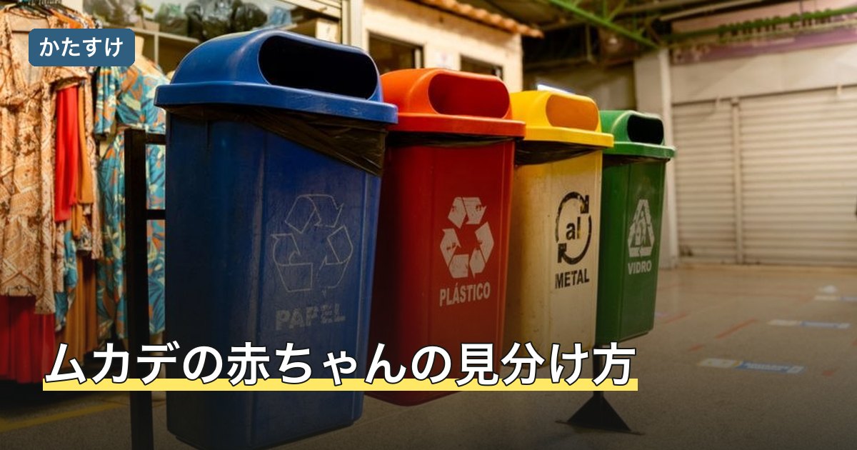 ムカデの赤ちゃんの見分け方