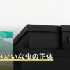 ムカデみたいな虫の正体