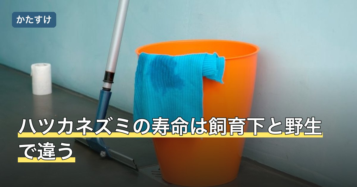 ハツカネズミの寿命は飼育下と野生で違う