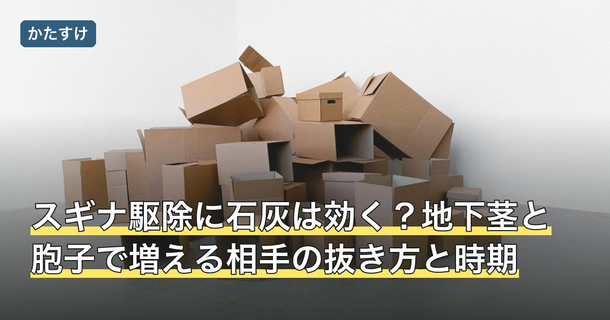 スギナ駆除に石灰は効く？地下茎と胞子で増える相手の抜き方と時期